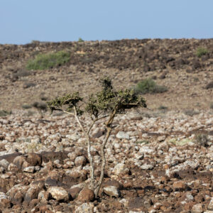 Tales of the Djibouti By Camille Massida